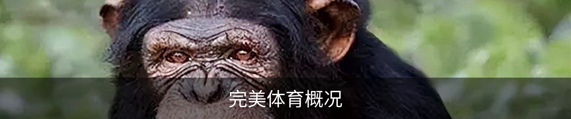 完美体育概况